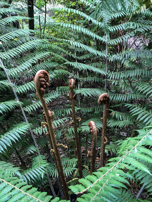 NZkoru