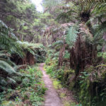 NZscene