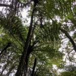 NZtree